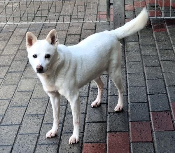 FOX  DIVERSAMENTE GIOVANE Foto 4